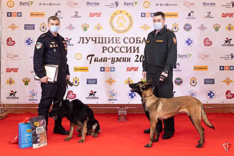 Кинологи и служебные собаки Росгвардии, принимавшие участие в СВО, отмечены всероссийской премией профессионального мастерства